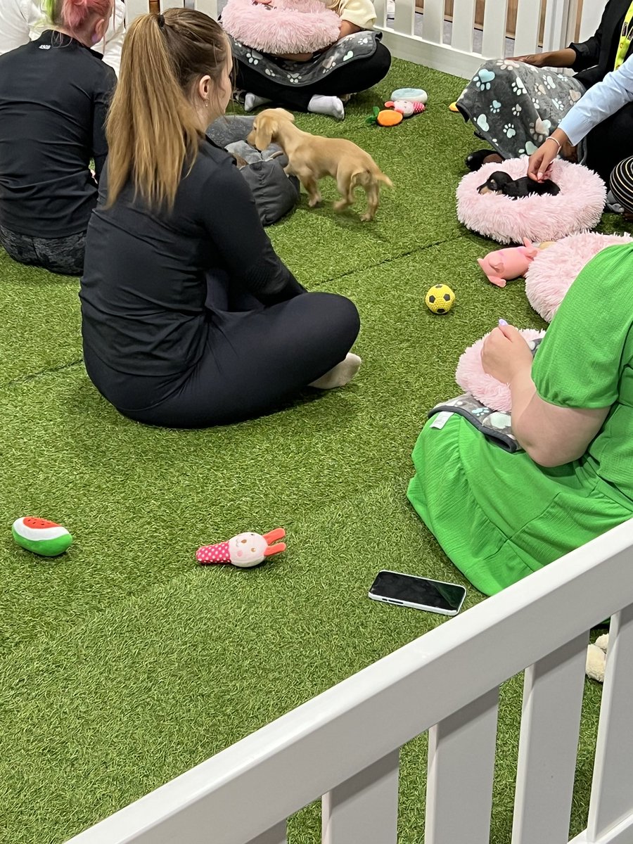 Puppy Therapy at @CIPD #FestivalofWork