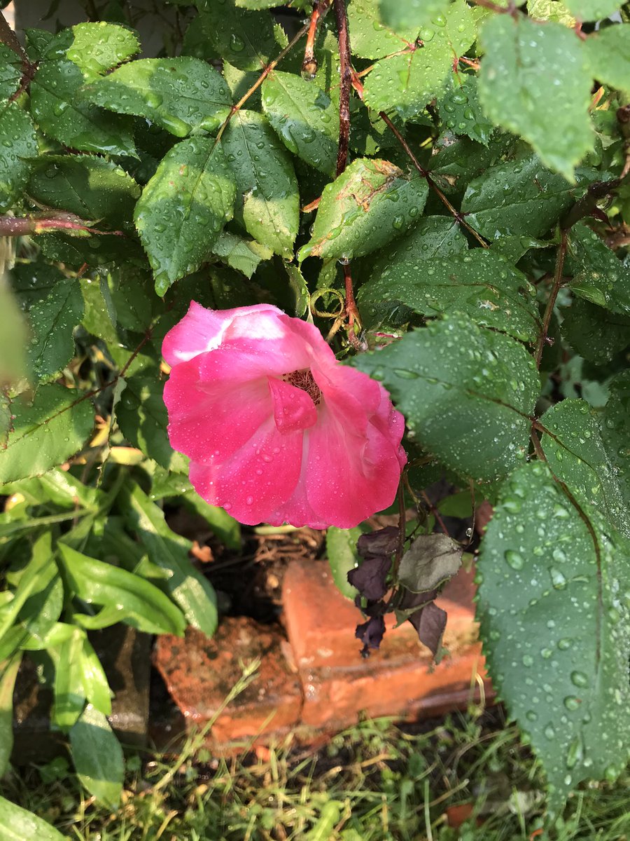 🌱Dig, Bitch, Dig - digbitchdig.wordpress.com tweet media