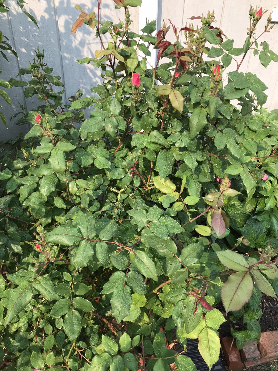 🌱Dig, Bitch, Dig - digbitchdig.wordpress.com tweet media