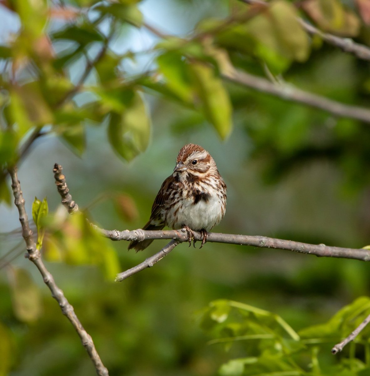 Song Sparrow #wildlifephotography #birds #birdphotography #nature