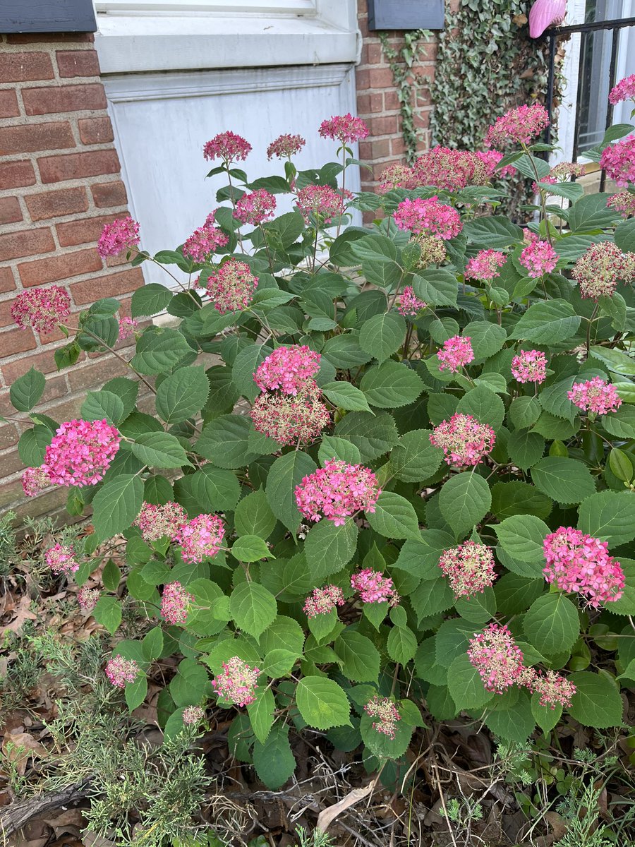 WDCGardener's tweet photo. My ‘Invincibelle Ruby’ smooth hydrangea (Hydrangea arborescens) is a blooming machine in part shade. #gardendc #floweringdhrub #shadegarden #invincibelleruby #hydrangea #invincibellehydrangea #hydrangeaseason #hydrangeaarborescens #smoothhydrangea @pwcolorchoice https://t.co/nv4AFLVHo1