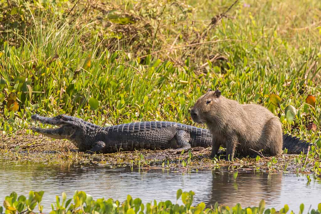 Gators Daily 🐊 tweet media