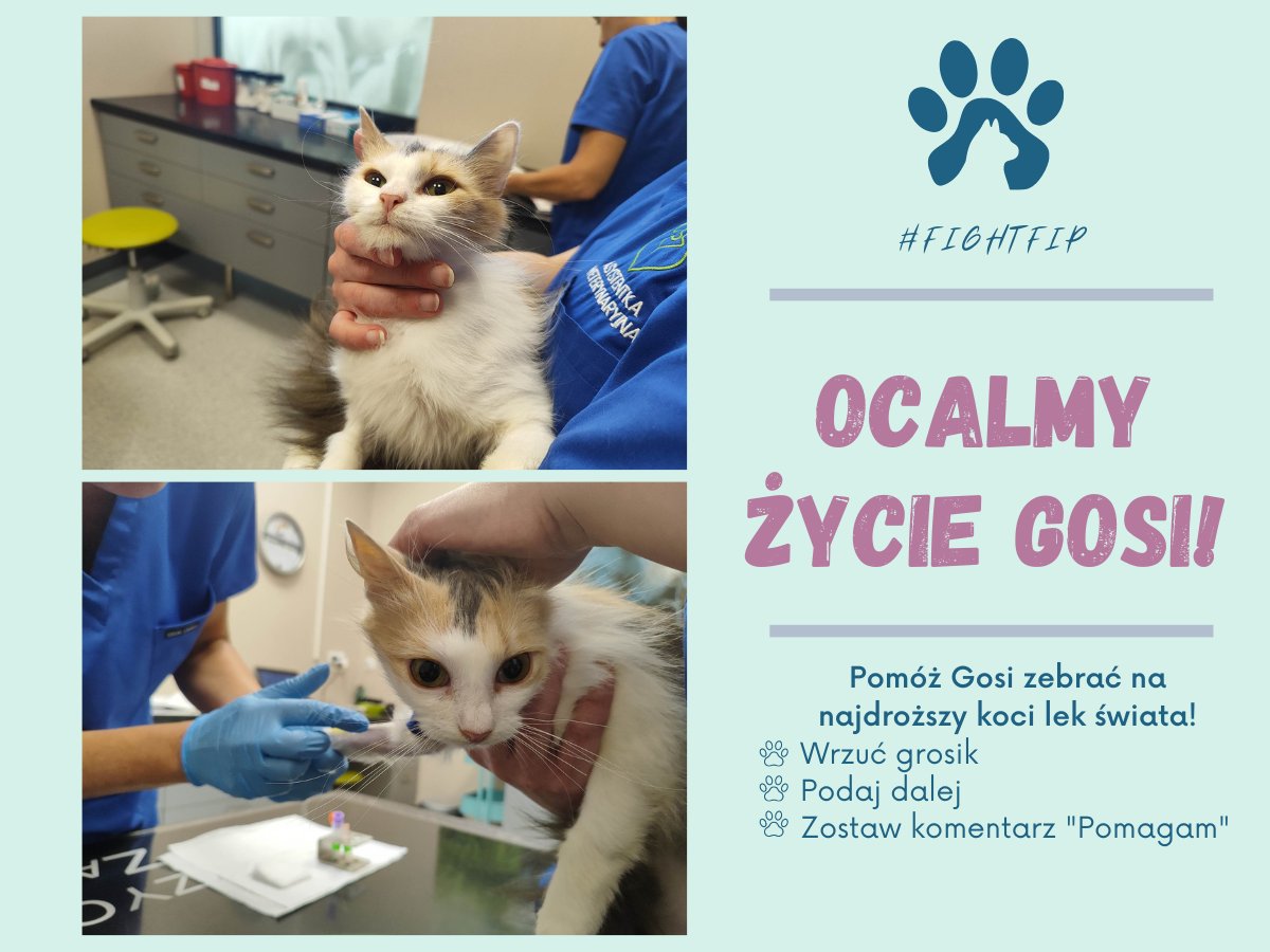 𝙂𝙤𝙨𝙞𝙖 𝙬𝙖𝙡𝙘𝙯𝙮 𝙤 𝙯̇𝙮𝙘𝙞𝙚❗
Wyniki kontrolnych badań jasno wskazują, że terapia działa! Gosia to już nie ten kot co na początku choroby - wesoła, śliczna, z ogromnym apetytem.

Jednak by wygrać musimy walczyć dalej!

𝙉𝘼 𝙋𝙊𝙈𝙊𝘾 𝙂𝙊𝙎𝙄🙏
pomagam.pl/d8b7rg