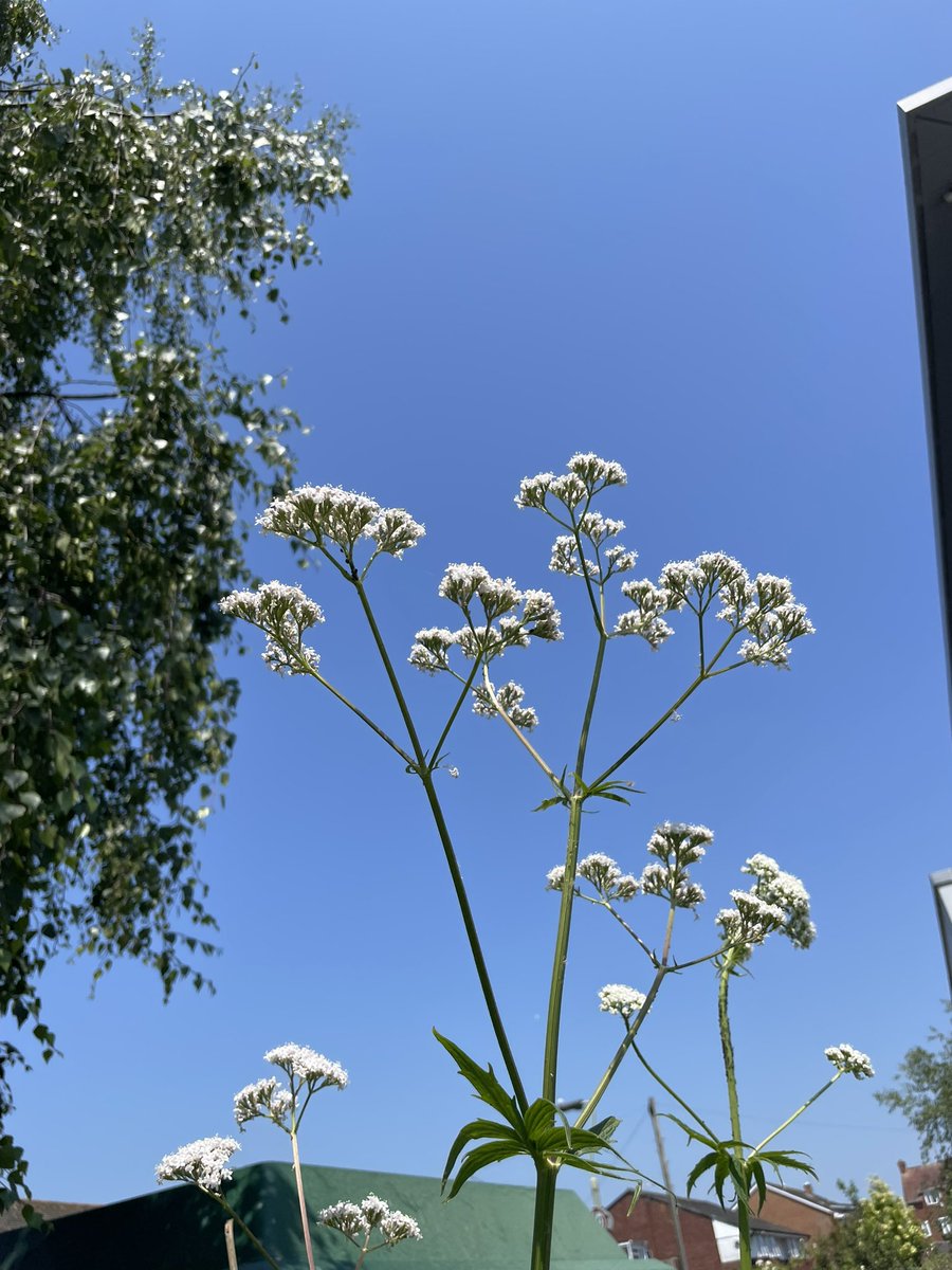 St Luke’s Volunteer Garden tweet media