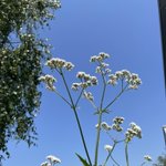 Photo by St Luke’s Volunteer Garden (@StVolunteer)