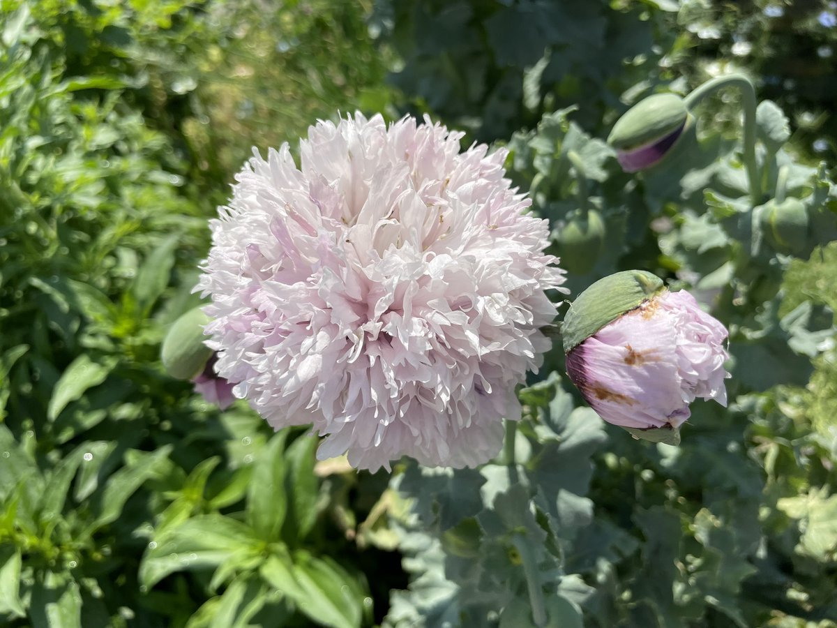 St Luke’s Volunteer Garden tweet media