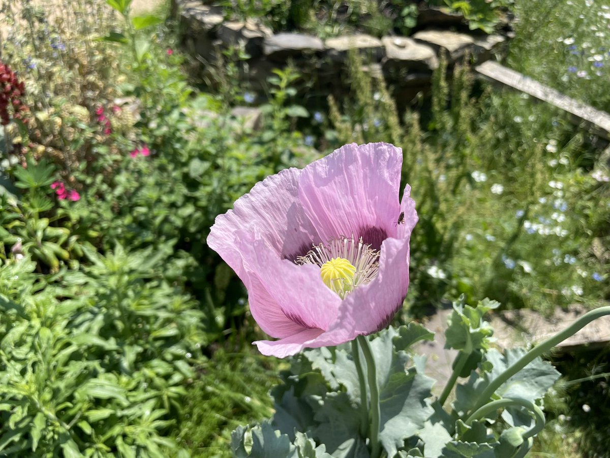 St Luke’s Volunteer Garden tweet media