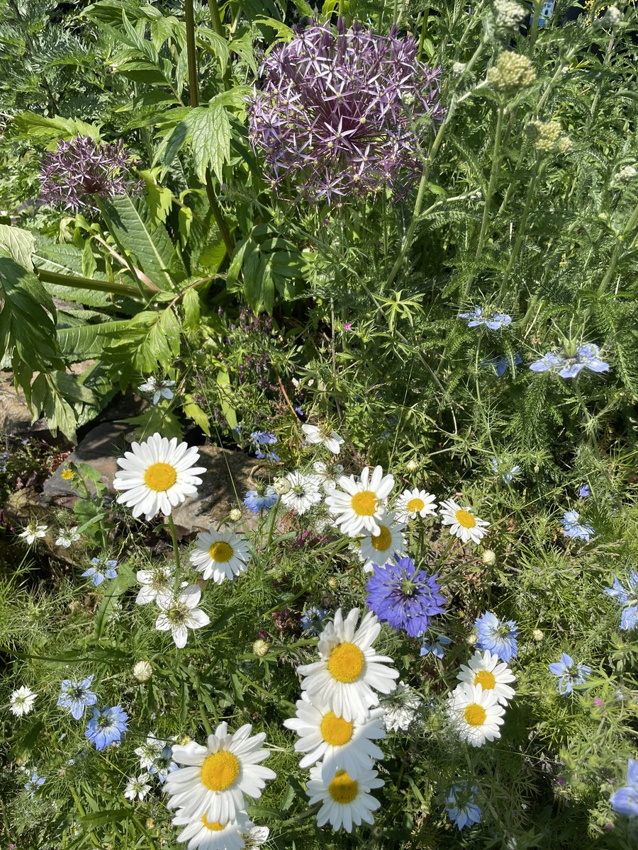 St Luke’s Volunteer Garden tweet media