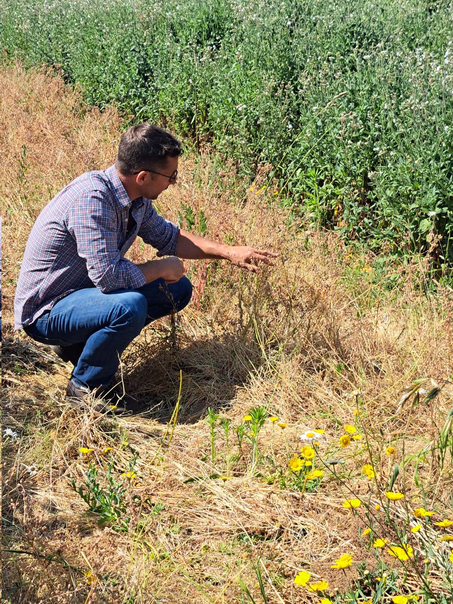 semaeOuest's tweet photo. Visite d'une parcelle de production de #semences florales avec @nova_flore. Des jolies fleurs, des espèces originales et une multitude d'usages à intérêts écologiques. Les 🐝🦋🐛🐞🐦 sont aux anges. L'occasion aussi de mettre en avant le label #Vegetallocal !
#Biodiversite https://t.co/2hmadjV7eF