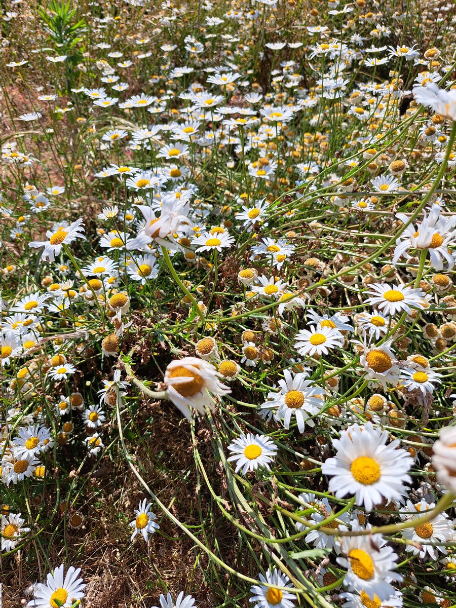 semaeOuest's tweet photo. Visite d'une parcelle de production de #semences florales avec @nova_flore. Des jolies fleurs, des espèces originales et une multitude d'usages à intérêts écologiques. Les 🐝🦋🐛🐞🐦 sont aux anges. L'occasion aussi de mettre en avant le label #Vegetallocal !
#Biodiversite https://t.co/2hmadjV7eF