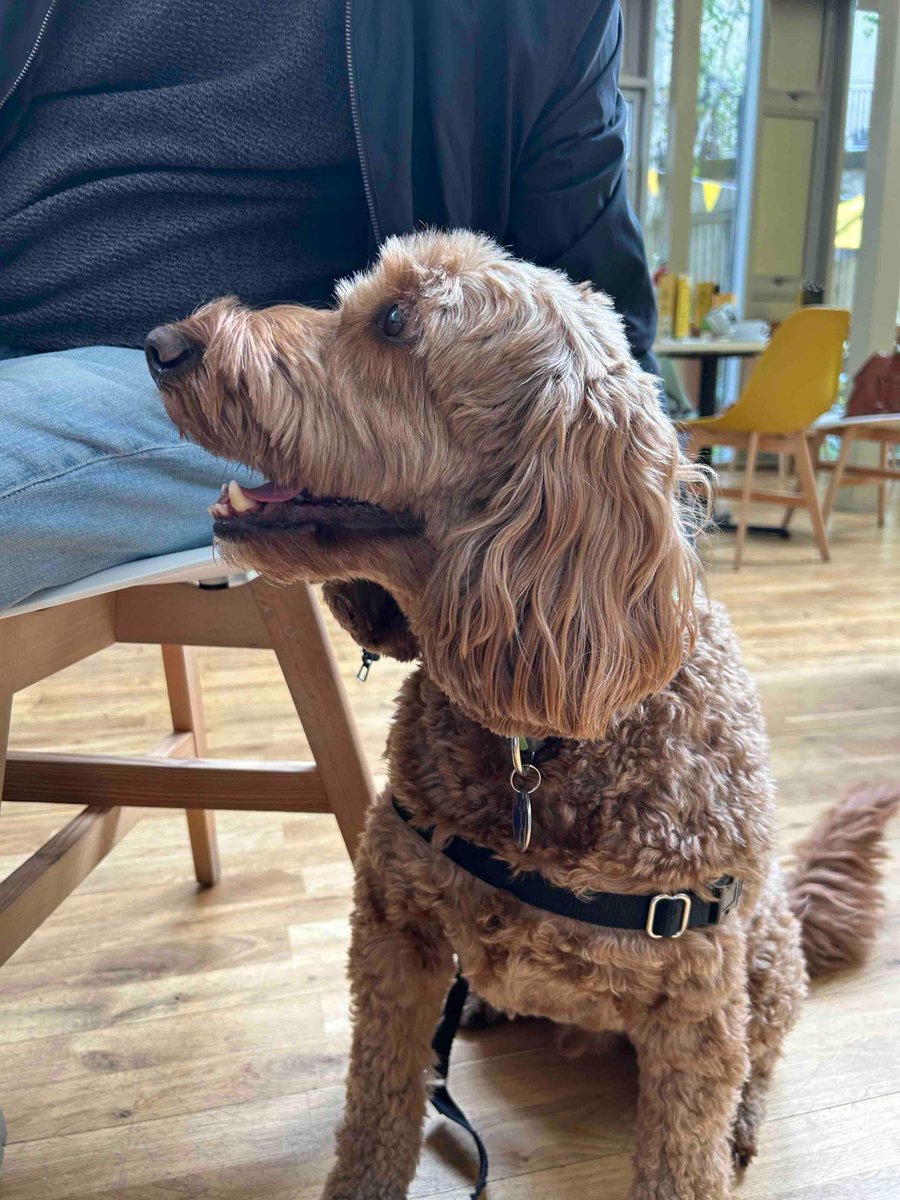 Pepper here was the first pup to ride the new Edinburgh Trams line from Newhaven today…….as you can see he was very excited by it!!! 😁🐶🚉 #Coffeesaintsdogs #edinburghtransport #firstofhiskind #cavapoo #travellingdogs #edinburghdogs #newhaven