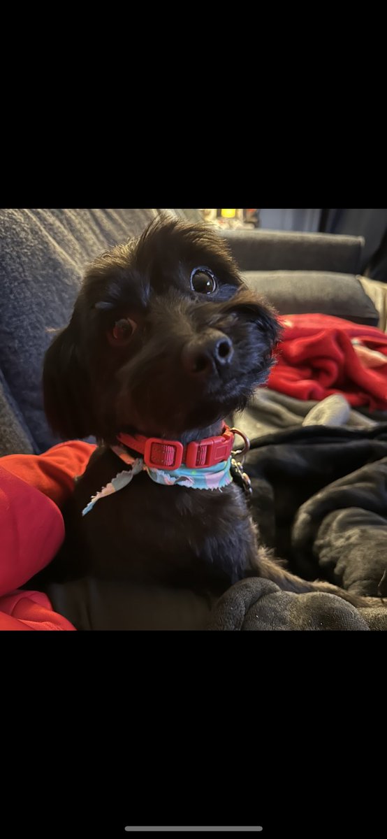 kvongsy's tweet photo. Happy 3rd bday to my #cutie pie! ❤️ him so much!! #HanSolo #Solo #StarWars #furbaby #velcrodog #lovehim #mybaby https://t.co/vD4mrmJYP3