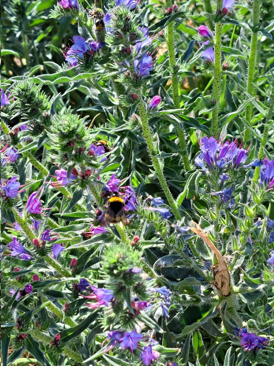 semaeOuest's tweet photo. Visite d'une parcelle de production de #semences florales avec @nova_flore. Des jolies fleurs, des espèces originales et une multitude d'usages à intérêts écologiques. Les 🐝🦋🐛🐞🐦 sont aux anges. L'occasion aussi de mettre en avant le label #Vegetallocal !
#Biodiversite https://t.co/2hmadjV7eF