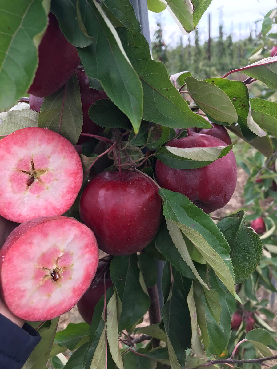 🔴Kissabel® Rouge has a red skin and a red heart, with a fantastic flavour, including notes of berry! 🍎

📍Chandler & Dunn 

@kissabel_apples

#apples #british #britishapples #britishproduce #apple #appletree #kissabel #tasty