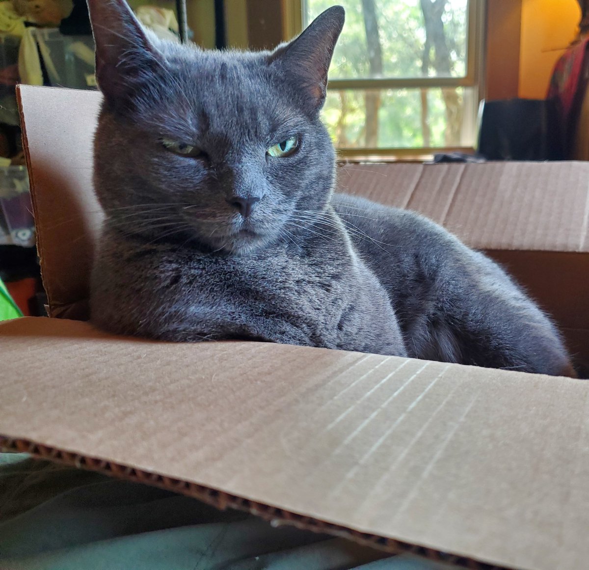 Leigh Cowart tweet media