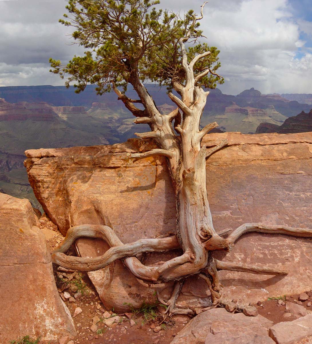 GrandCanyonNPS's tweet photo. This tenacious pinyon pine clings to the earth on Windy Ridge, along South Kaibab Trail. 
#GrandCanyon #Arizona #WednesdayMotivation https://t.co/qO4cBU0eBJ