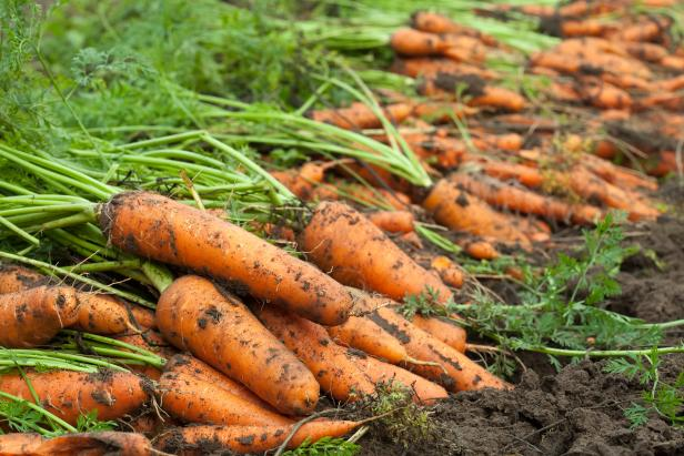 eHahoRw's tweet photo. A farmer from @NyagatareDistr /Karama sector has 100 sacs(100kg) of carrots for sale at 380 Rwf/kg. Kindly visit https://t.co/hiBiPOSbZS or call us at +250786506040 for further assistance. https://t.co/JHasQ3aIoD