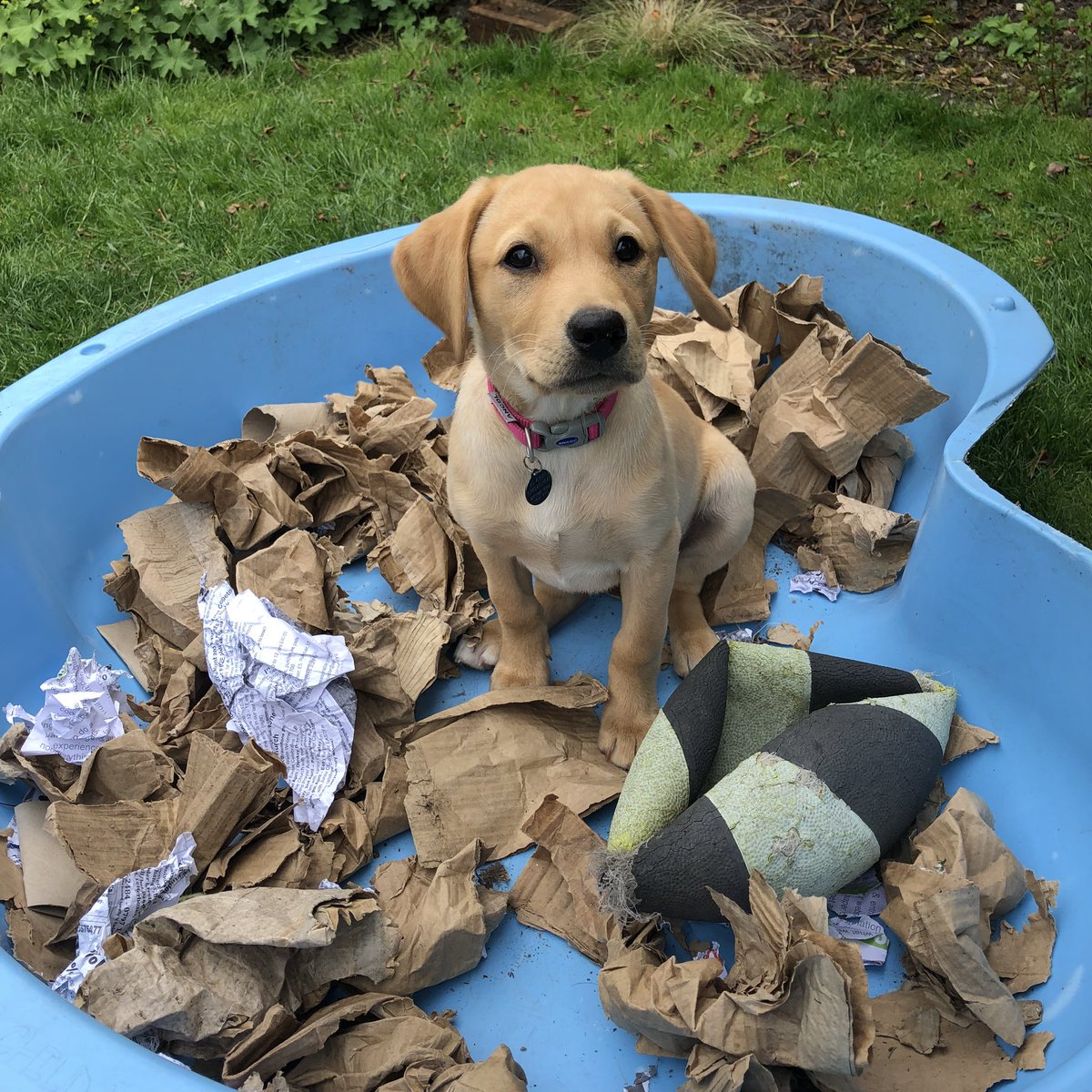 KTHallmark's tweet image. For being good while I got some work done #WorkshopAssistant @hd_puppy Ruby got a paddling pool full of cardboard 📦