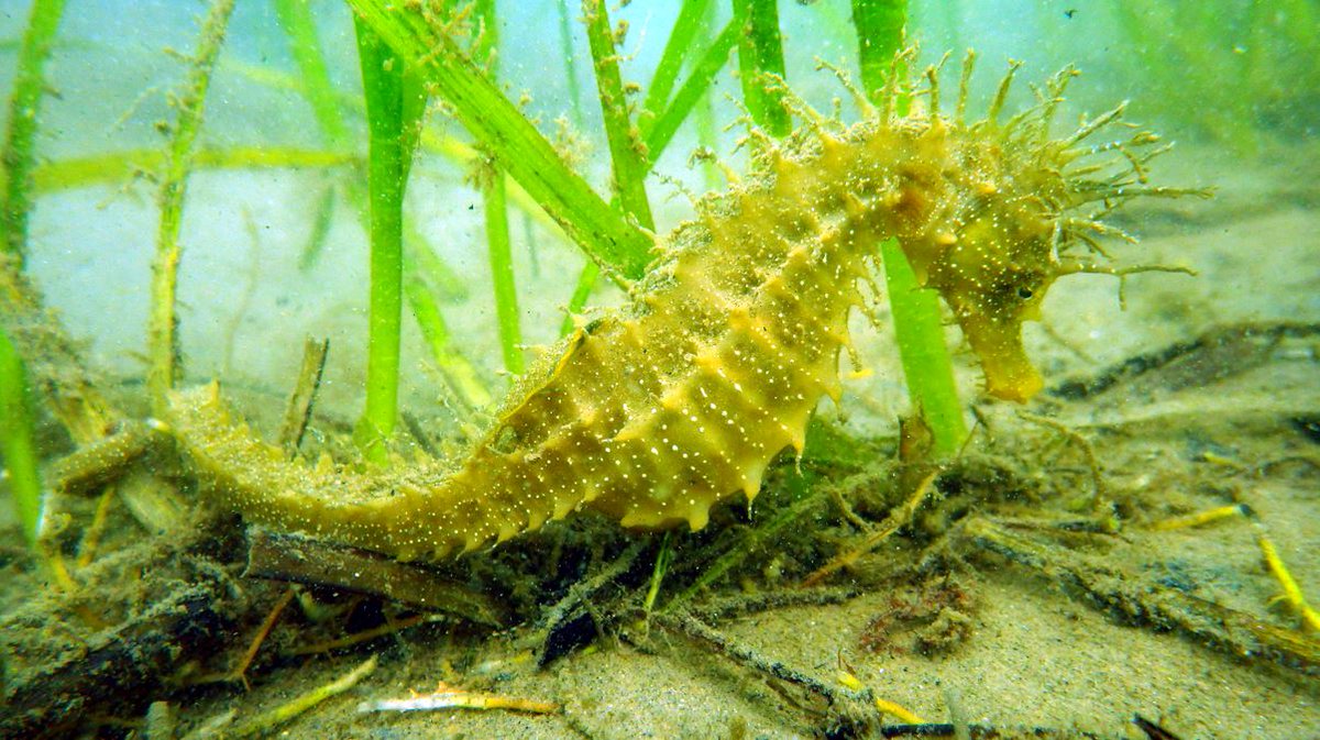 🙌 Who's excited for tonight's episode of <a href="/BBCSpringwatch/">BBC Springwatch</a> featuring #Seahorses at #Studland! 🙌
🤩 Get a glimpse into the wonderous world of these magical creatures 
📸 Credit: the amazing Neil Garrick-Maidment at The <a href="/seahorsetrust/">The Seahorse Trust</a>
#planetpurbeck #studlandbay #ecomoorings