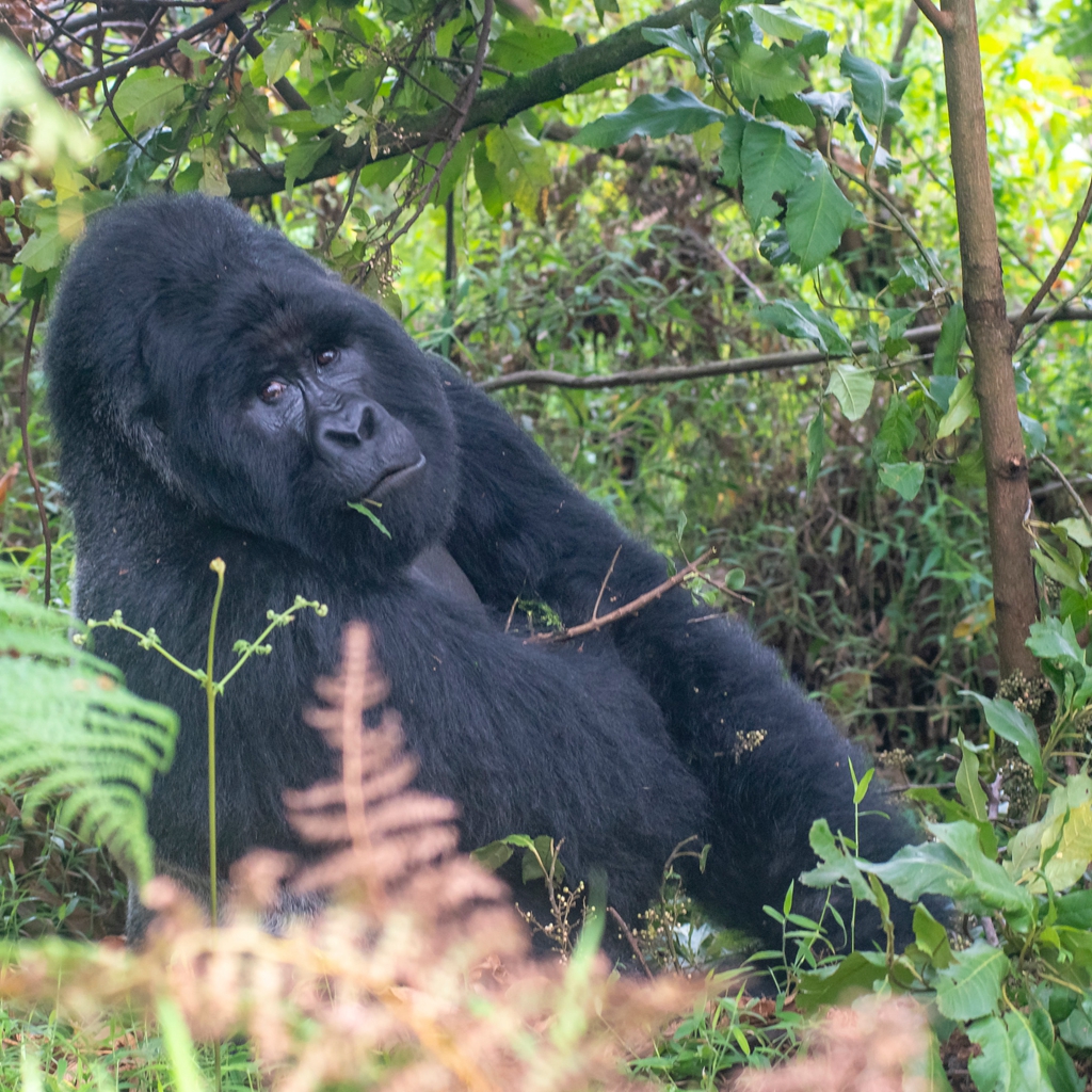 Mountain #Gorilla #looking back, Uganda .
.
.
.
#MountainGorilla
#Mgahinga
#Omnivorous
#Primate
#AfricanGorilla
#AfricanWildlife
#UgandaWildlife
#UgandaPrimate
#UgandaTrip
#AfricanSavannah
#AfricanSafari
#WildGorilla

#WildlifeProtection #WildlifeHabitat #English