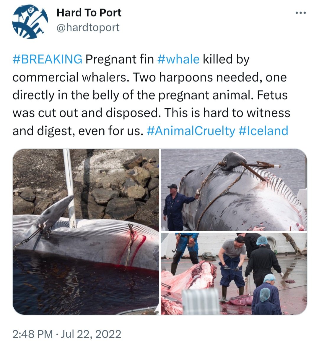 Harpooned whales suffer for up to 2 hours before dying! 
Can you ever imagine being in agony for that length of time?
Join @whalesorg @hardtoport in urging Iceland to #StopWhaling 
✍️Add your name & pls don't forget to click on pre-written template tweet
👉bit.ly/4354FF0