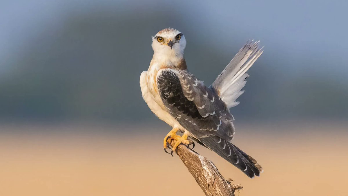 Spot the juvenile Black-shouldered Kite from #TalChhapar! This young raptor displays its developing plumage, showcasing the beauty of nature's growth and transformation #JuvenileBird #TalChhapar #NaturePhotography #IndiAves #BBCWildlifePOTD @Avibase