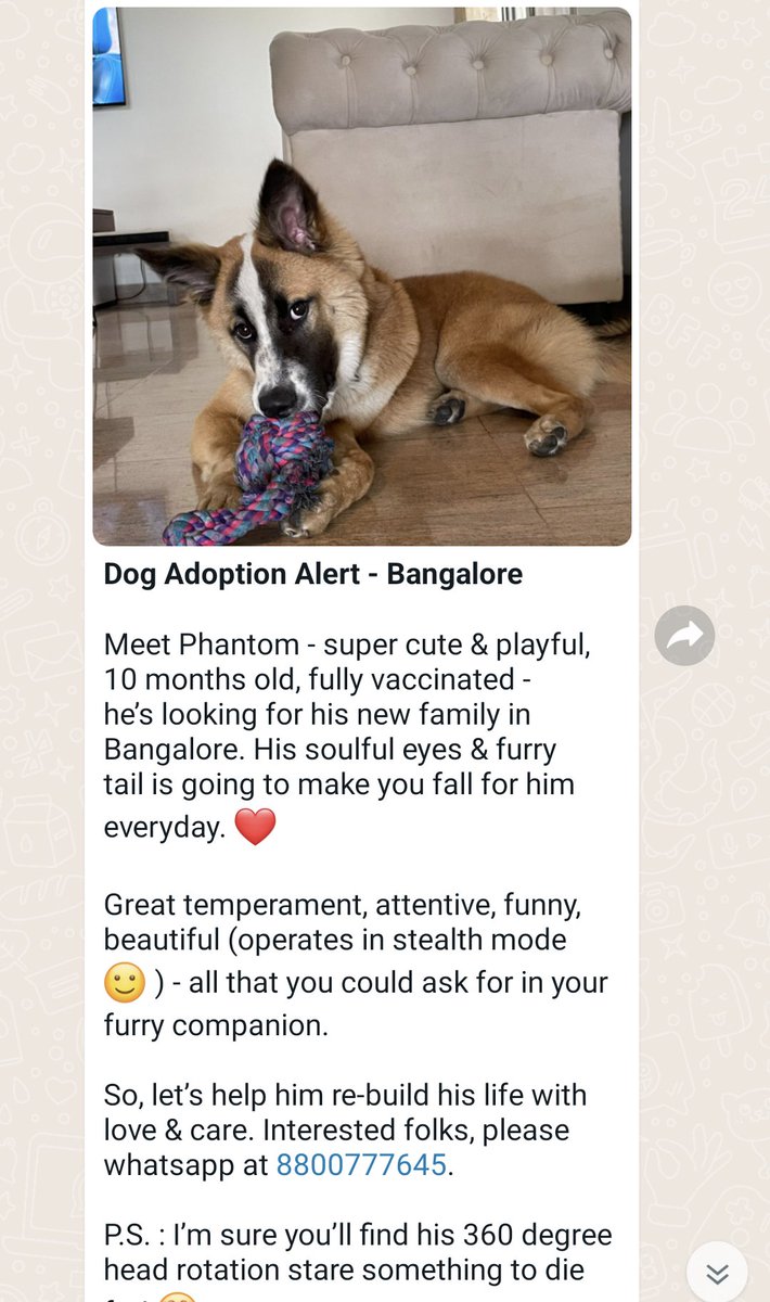 desiboho's tweet image. Anyone want to adopt this cutie and ensure a lifetime of cuddles, free therapy and good karma? 
Location: #Bangalore 
#AdoptDontShop #DogsOfBangalore
