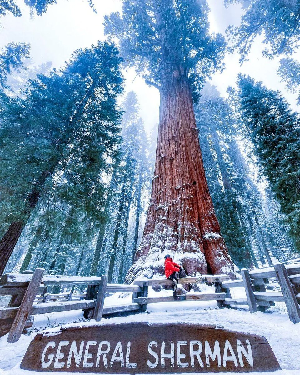 Winter in Sequoia National Park, California, USA 📸 🇺🇸 
#sequoianationalpark #sequoia #california #nature #nationalpark #naturephotography #kingscanyonnationalpark #travel #nationalparkgeek #sequoianationalforest #hiking #yosemitenationalpark #tree #sequoiatrees #visitcalifornia