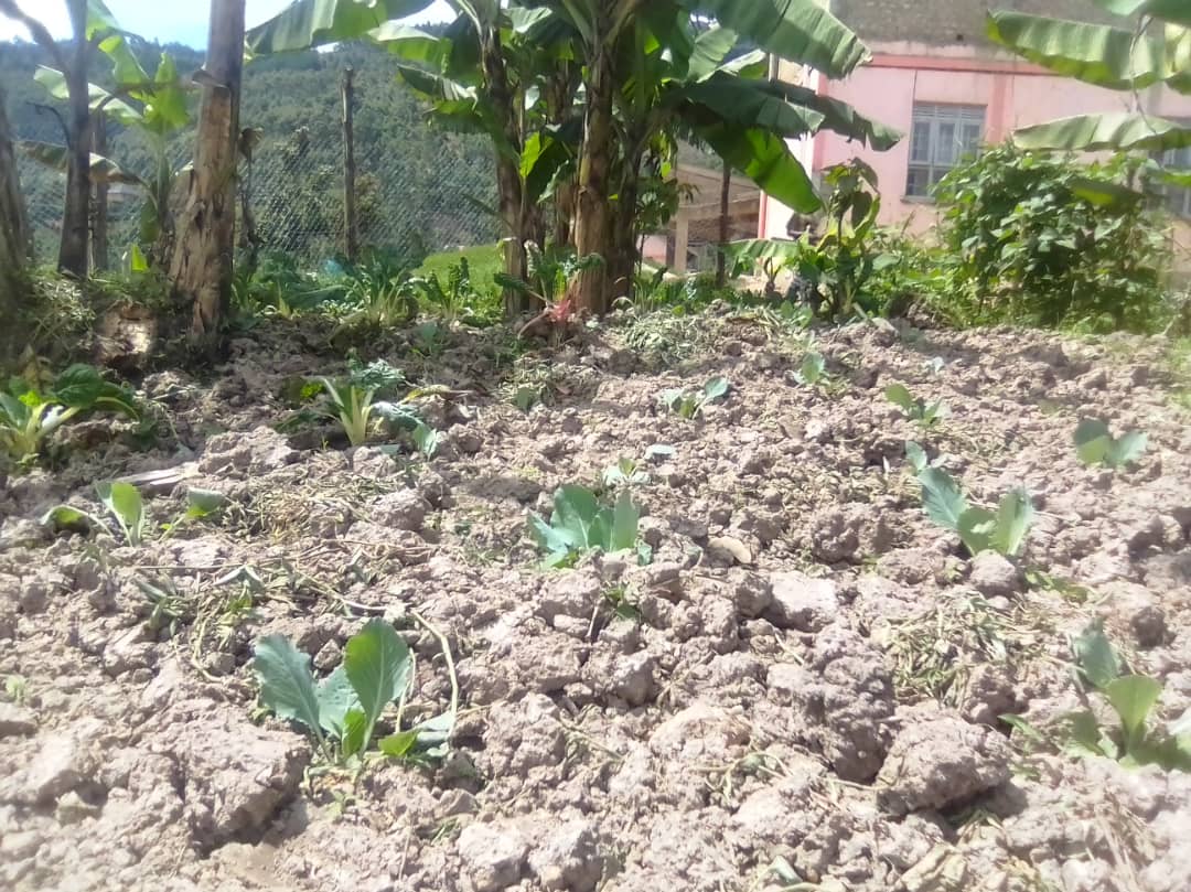 Rukundo_Intl's tweet photo. Food nutrition is so important to us at Rukundo Preparatory School for fueling young minds! 🌽🥬🥕💪🏿

Our staff recently planted cabbage and spinach for the summer and they expect to have a good harvest soon! https://t.co/5TEQBsBPRC