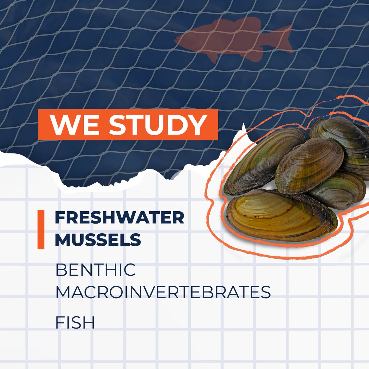 INHSillinois's tweet photo. #INHS Stream Ecology Lab scientists study #freshwatermussels, #macroinvertebrates &amp; #fish to address basic ecological questions &amp; to inform conservation practices, management &amp; policy.

Learn more ➡️ https://t.co/VrcTZTcQhi 🧡🐟

#fishingweek #fishsci @ILBiologist @UofIResearch https://t.co/ajwju0Gdjf
