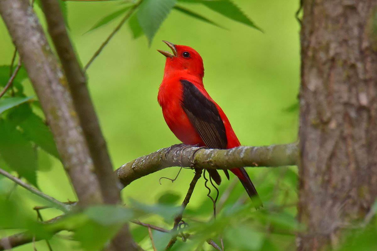 Audubon_GL's tweet photo. Yesterday’s introduction of HB 197, a Community Solar Pilot initiative in Ohio, will help combat #climatechange to protect  people and birds like the Scarlet Tanager. This initiative would consist of 1,500 megawatts of community solar, enough energy to power almost 300,000 homes! https://t.co/rPotSsqiUo