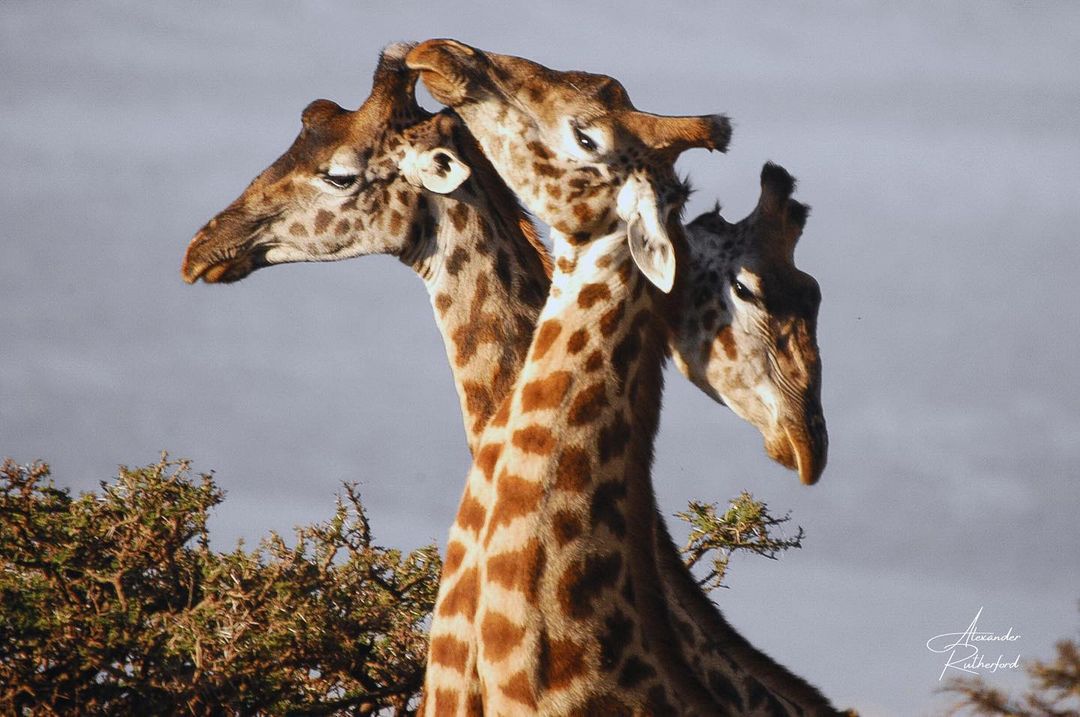 NomadTours's tweet photo. "Love is a universal language 💕 Love knows no bounds 🦒"

📸 Alexander Rutherford Photography
📍 Serengeti National Park, Tanzania https://t.co/mwXQPPw5s8
