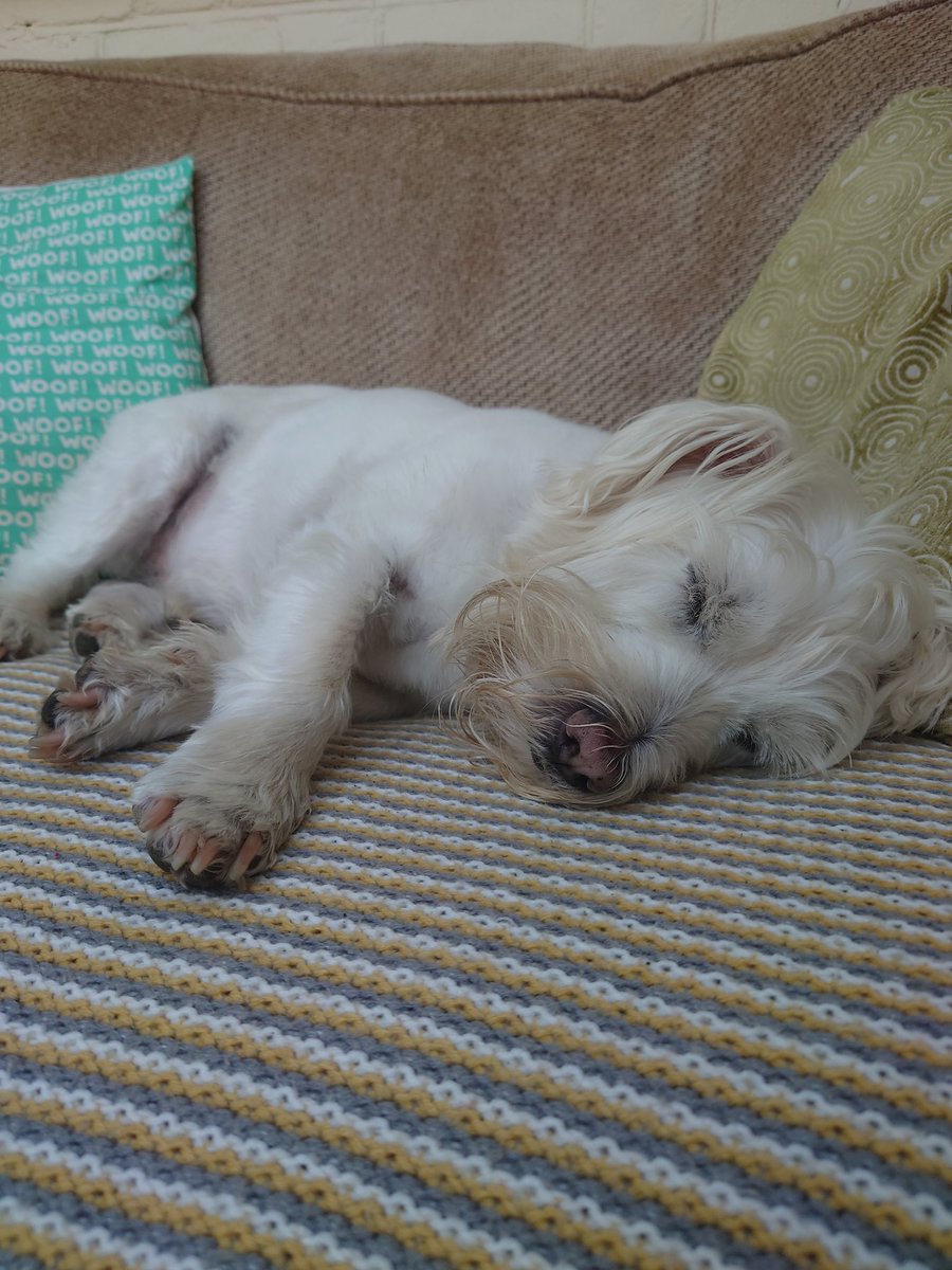 Ach, two days of protecting the house from workmen is exhausting 💤💪🏻 #toughjob #dogsoftwitter