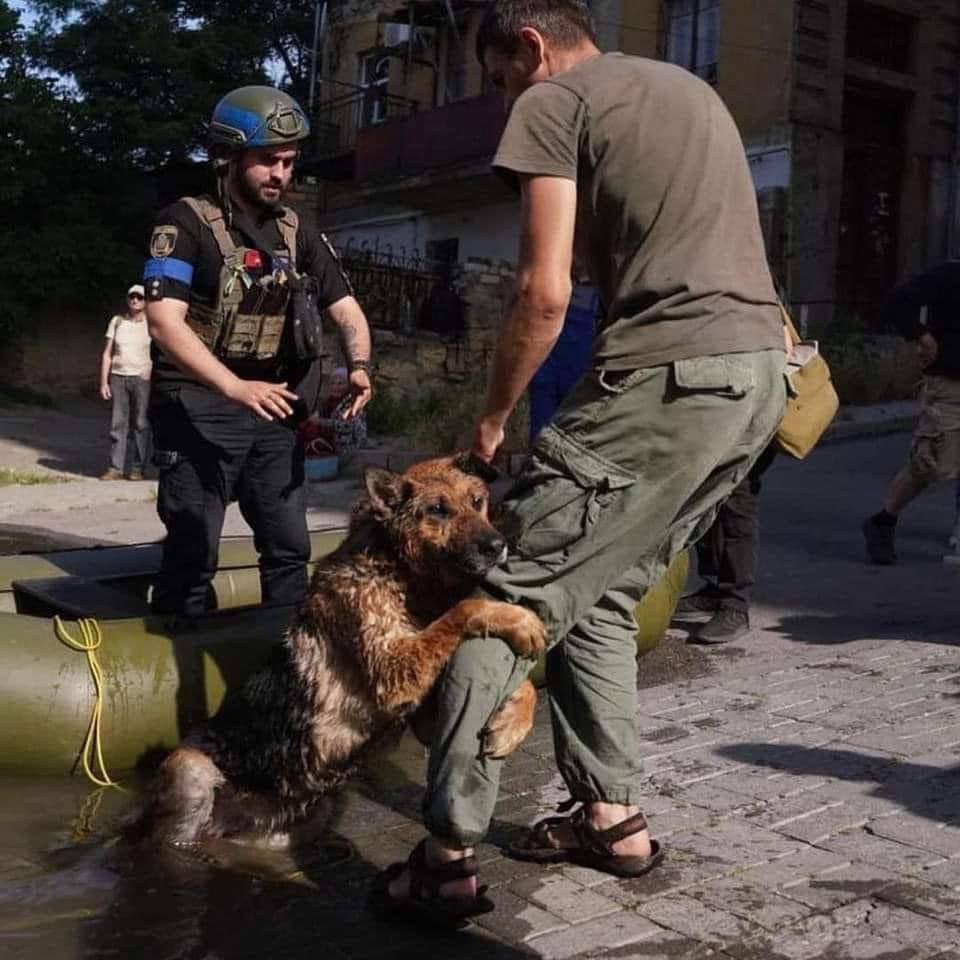💔💔💔

#KakhovskaDam #Russia #Ukraine #NovaKakhovka #RussiaUkraineWar #RussiaIsATerroristState #RussianWarCrimes #AnimalsMatter