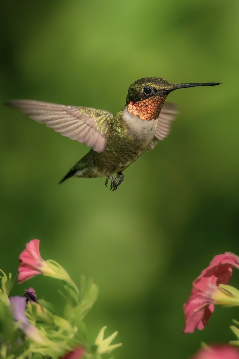 birdcrazed6's tweet photo. GOOD MORNING #TwitterNatureCommunity 

This week sure is moving along quickly like a hummingbird zipping through the bed of Flowers. Seen here is a male Ruby Throated Hummingbird. 

#BirdsOfTwitter #BirdTwitter #birdphotography #nikoncreators https://t.co/0lVsee3oT8