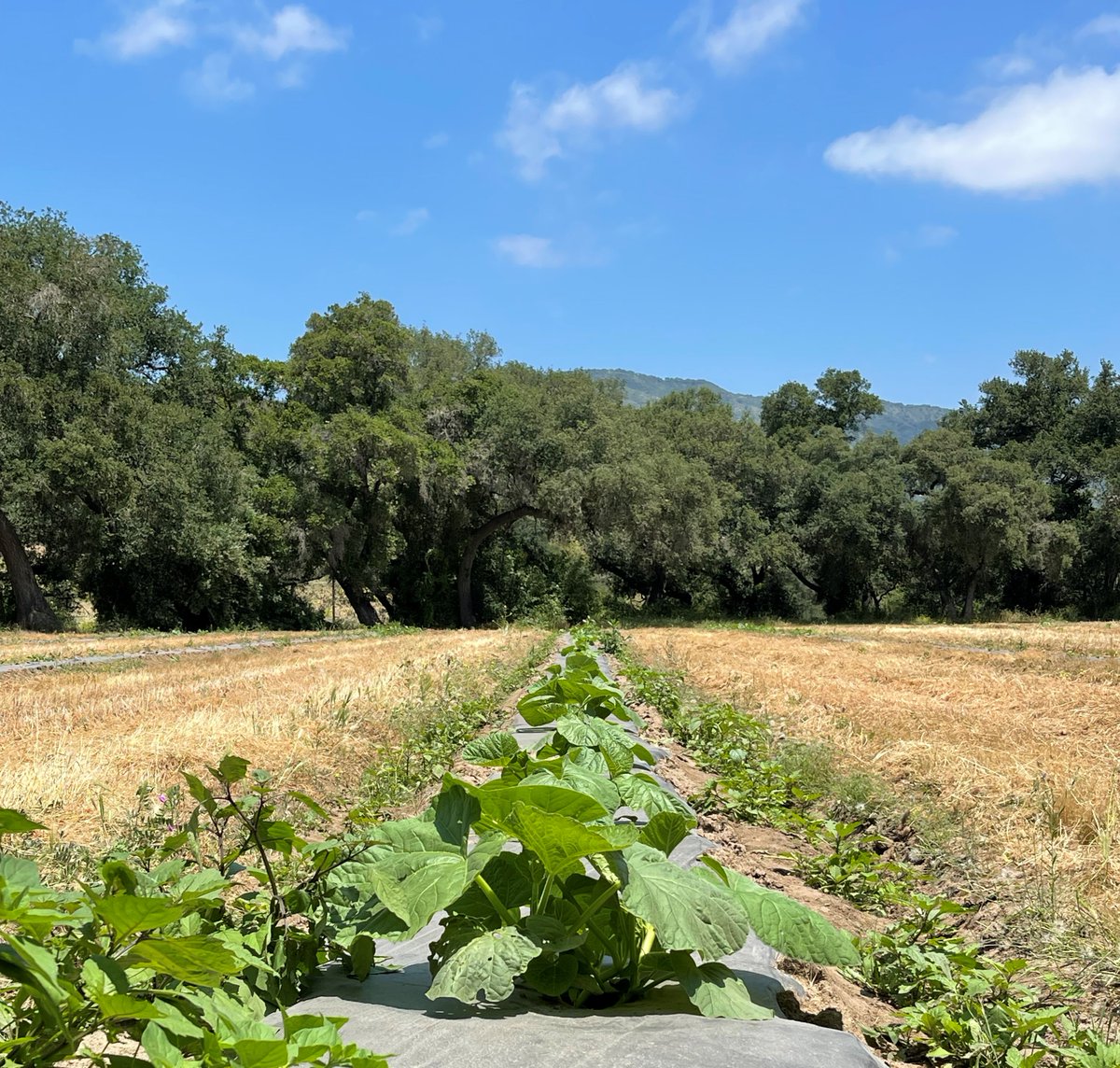 The new crop has been planted!🌱 We have planted more than double from last year and we are hoping to have a larger harvest ready in 2024🙏 #welburngourdfarm #harvest #2024