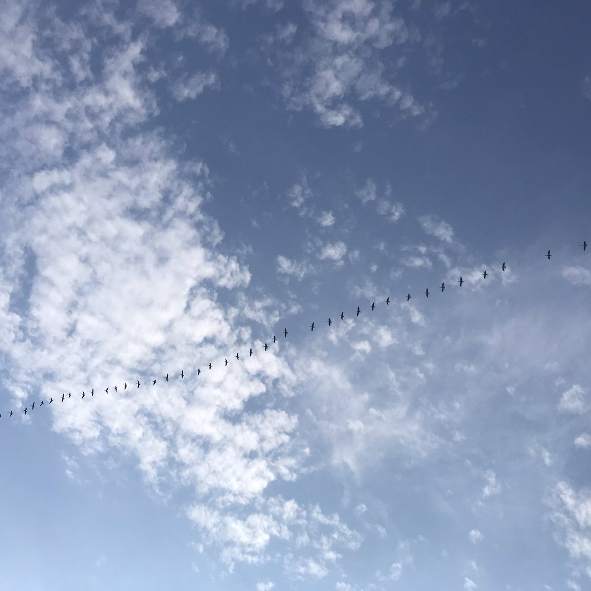 Geese forming a line