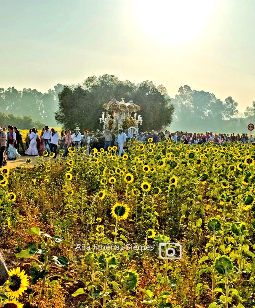 Ana Jiménez Sierpes tweet media