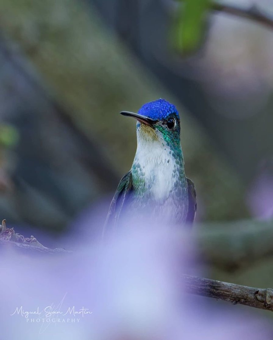 Hummingbird Heaven Club🇺🇸 tweet media