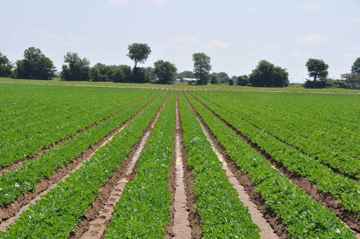 ISDPPodcast's tweet image. Season 2 Episode 21 @travisfaske  and I talk peanuts and an emerging peanuts disease in Arkansas, Sclerotinia Blight:
sites.libsyn.com/416264/s2e21-s…
FYI-Travis did catch many smallmouth bass on our trip following the recording!
#IPM #ISDP #PEANUTS