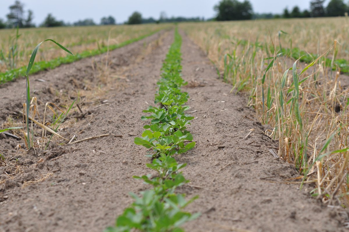 ISDPPodcast's tweet image. Season 2 Episode 21 @travisfaske  and I talk peanuts and an emerging peanuts disease in Arkansas, Sclerotinia Blight:
sites.libsyn.com/416264/s2e21-s…
FYI-Travis did catch many smallmouth bass on our trip following the recording!
#IPM #ISDP #PEANUTS