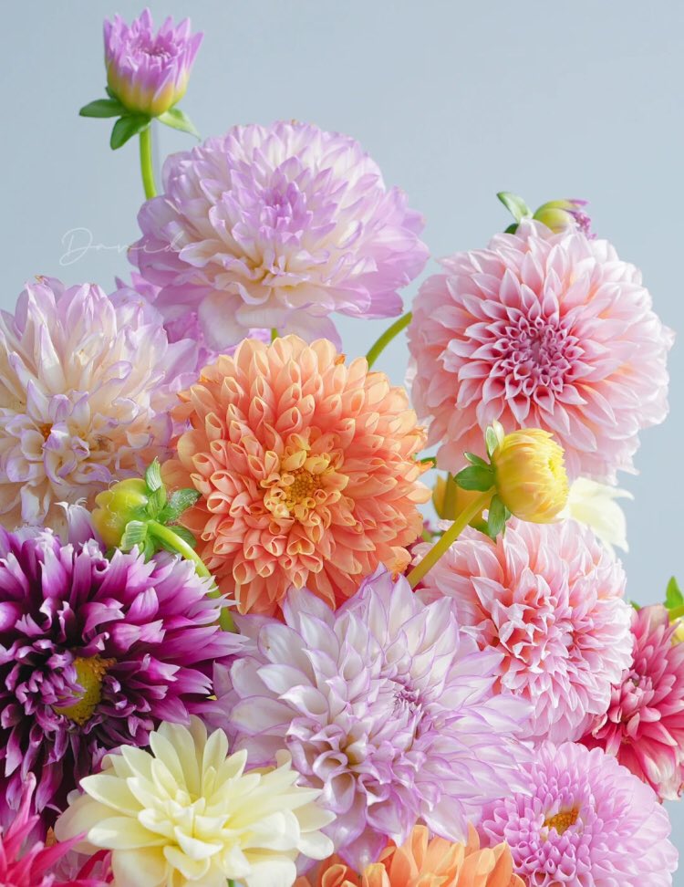 prettiest flowers <3