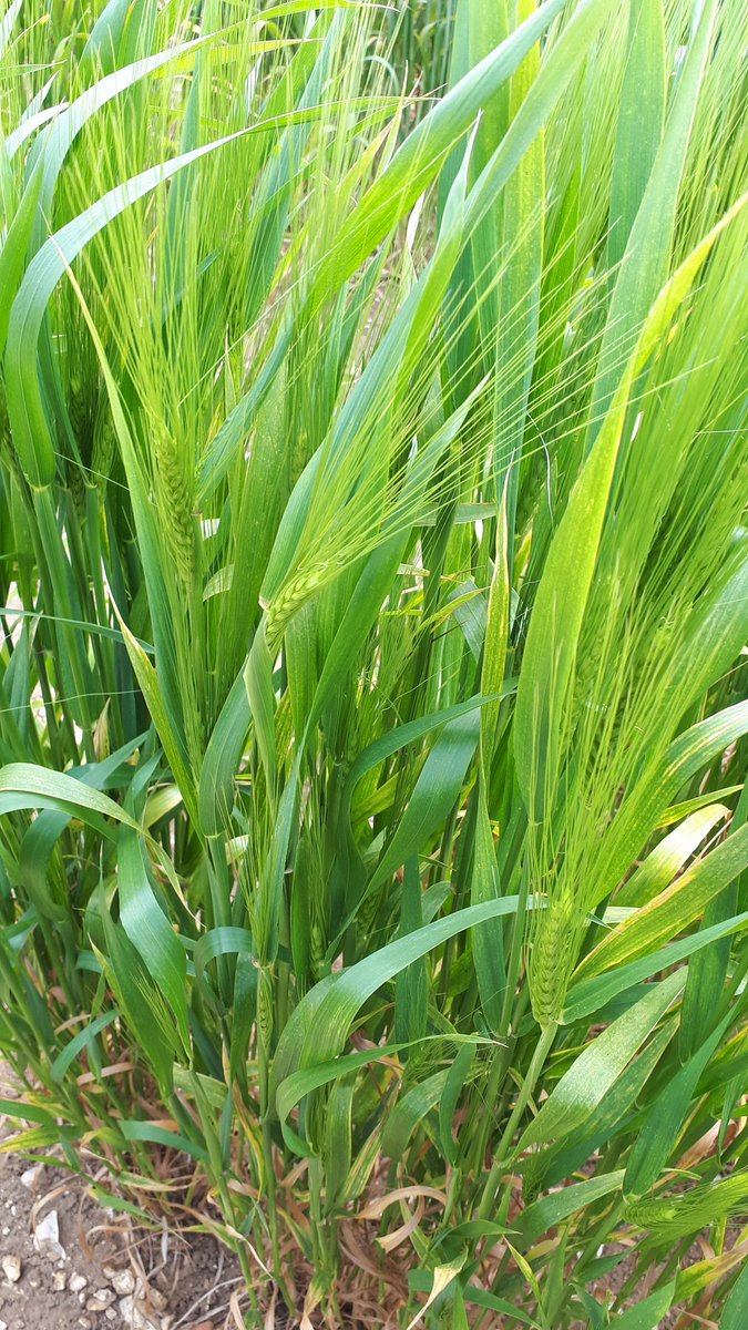 Laura Bouvet tweet media