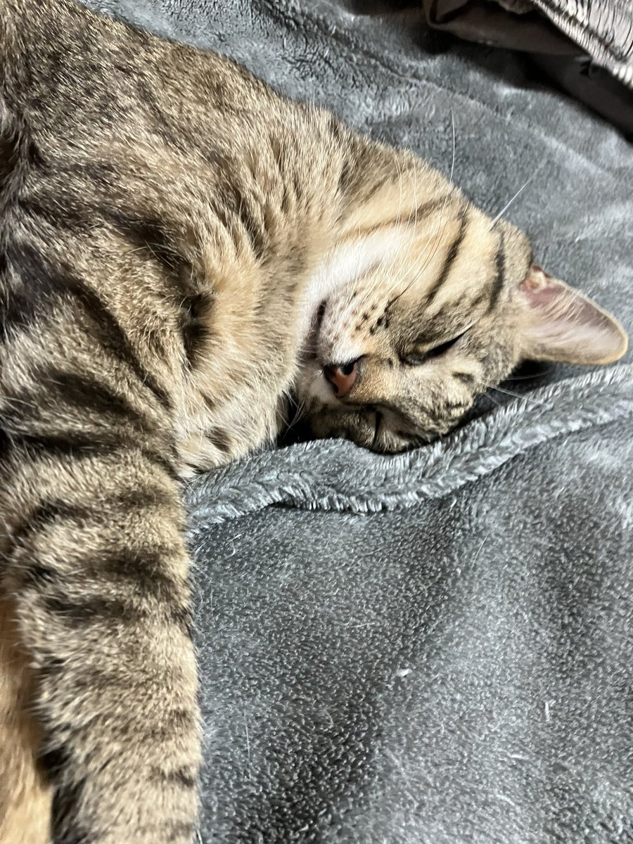 ねこねてる
#ねこ https://t.co/dmtf4iGnsL