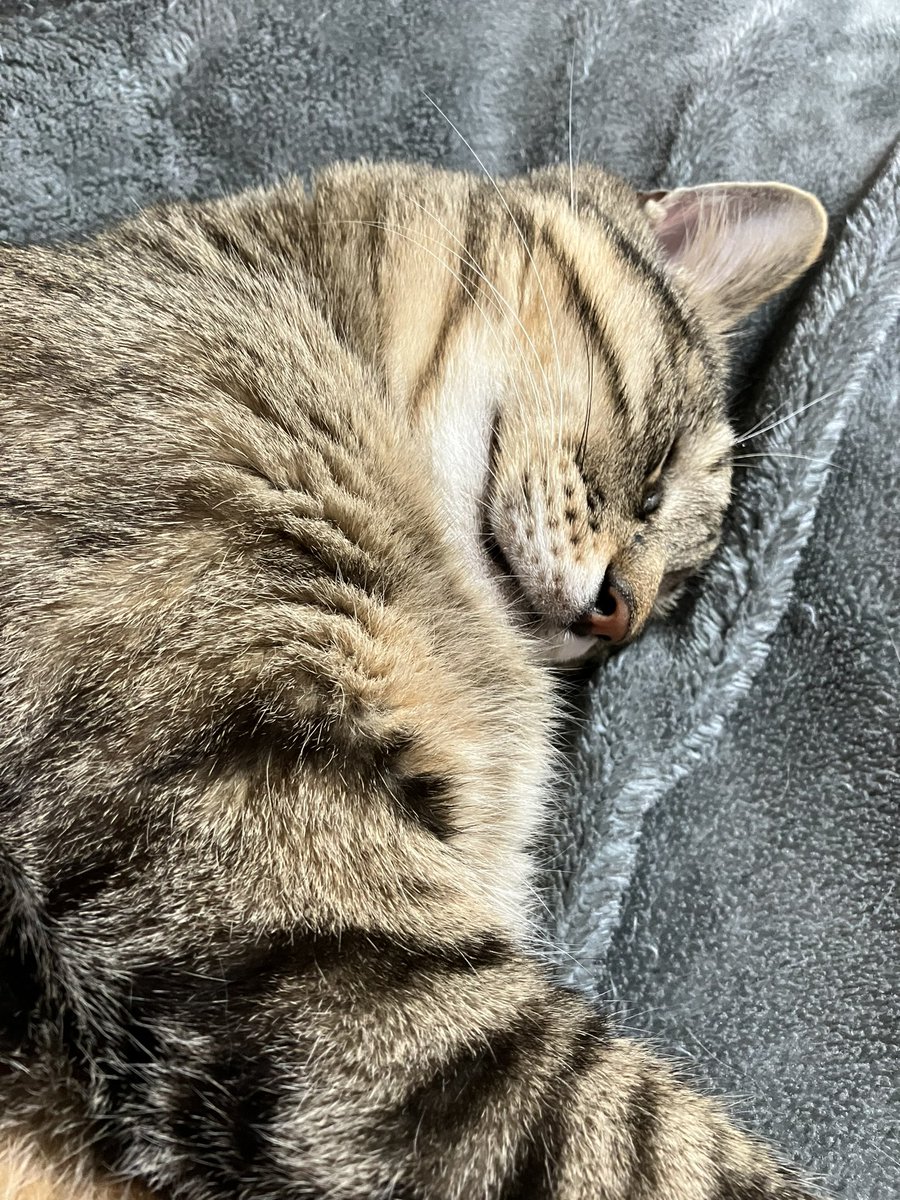 ねこねてる
#ねこ https://t.co/dmtf4iGnsL