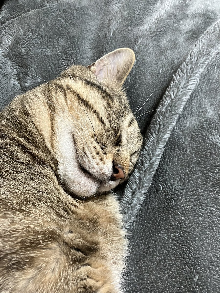 ねこねてる
#ねこ https://t.co/dmtf4iGnsL