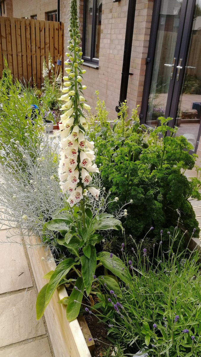 @NigelWalsh40 Thank you, Nigel.
Lavender, digitalis and herbs doing well here.