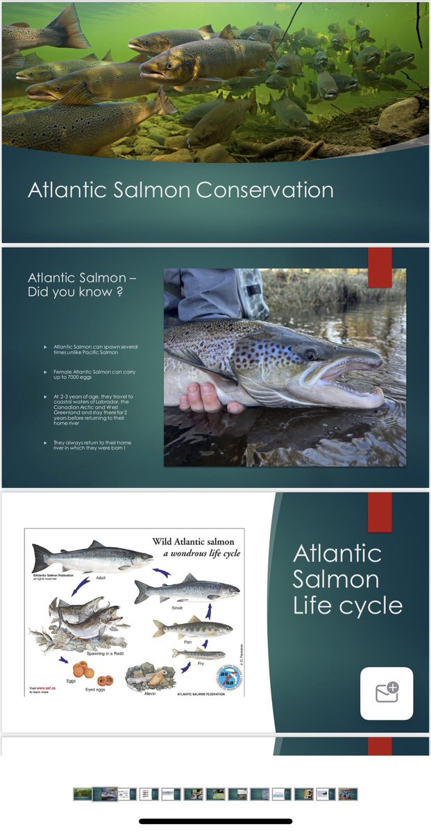 DortMatt's tweet photo. A very rewarding morning speaking to my daughter’s class about wild Atlantic Salmon, their life cycle and conservation 🙏

@NSsalmon @ASFSalmon @NASCO_Sec 

#atlanticsalmon #wild #salmon #novascotia #conservation #youthareourfuture #plamu https://t.co/nnoedTCKk0