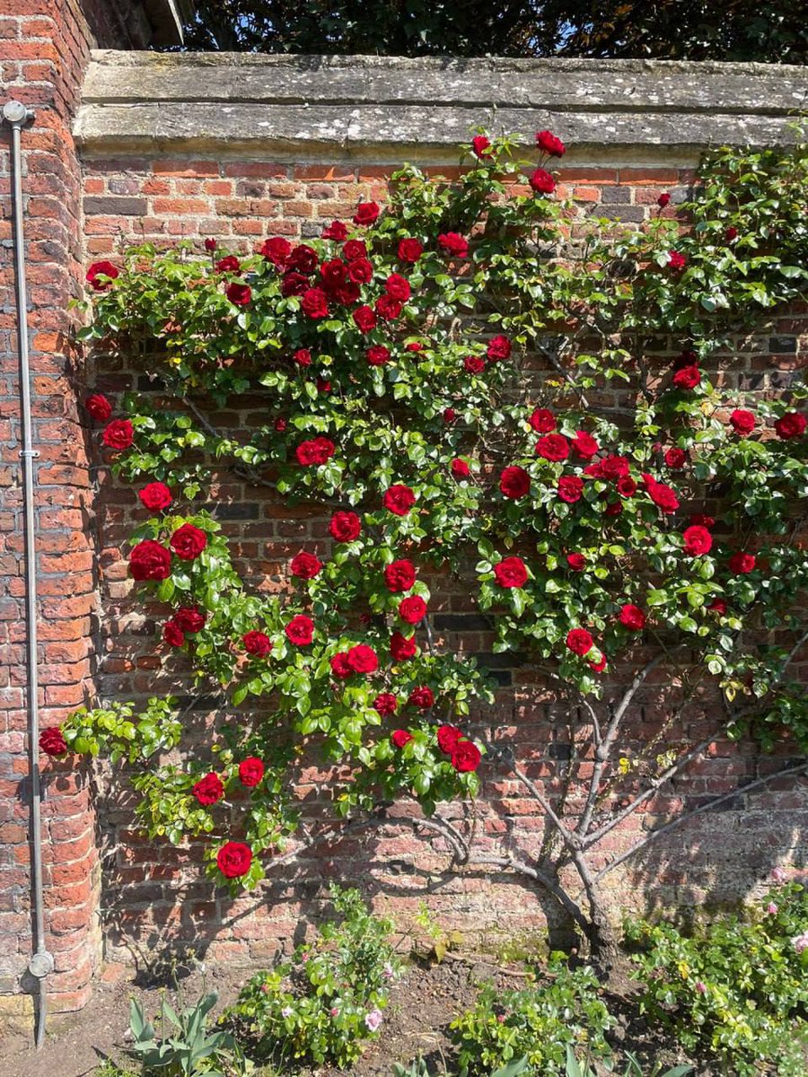 Stranger_0318's tweet photo. Stroll through Hampton Court Palace Gardens and feel the beauty and tranquility of nature.🥰😍😘 https://t.co/jsWqvuLkYi