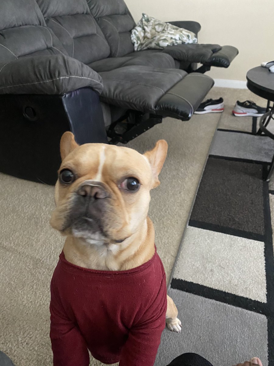 PDrizly's tweet image. My French bulldog, is adorable 🥰!